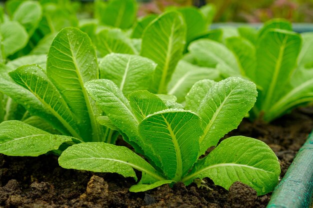 Légumes frais de laitues cos biologiques dans une ferme d'agriculture biologique