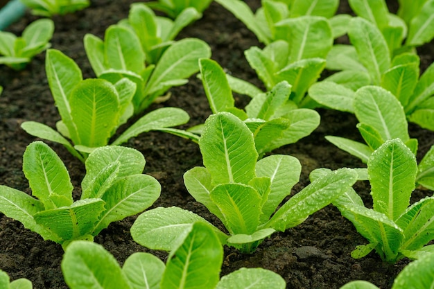 Légumes frais de laitues cos biologiques dans une ferme d'agriculture biologique