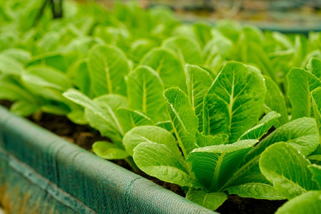 Légumes frais de laitues cos biologiques dans une ferme d'agriculture biologique