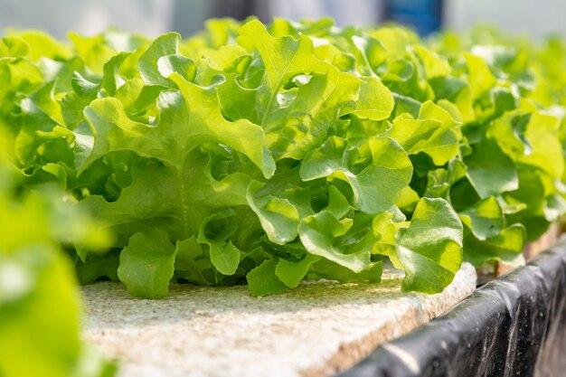 Légumes hydroponiques poussant sur l&#39;eau