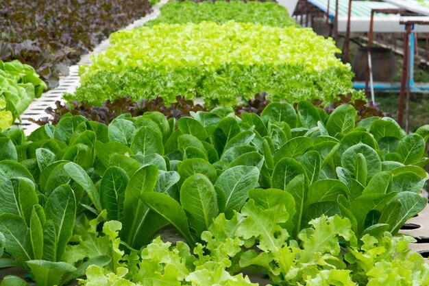 Légumes hydroponiques en serre