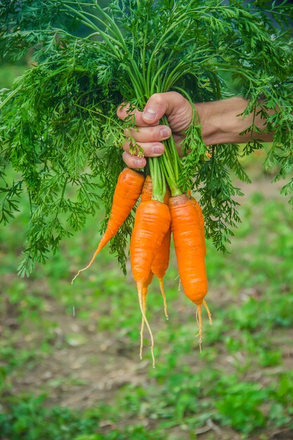 Légumes Maison Dans Les Mains Des Hommes. Récolte. Mise Au Point Sélective.