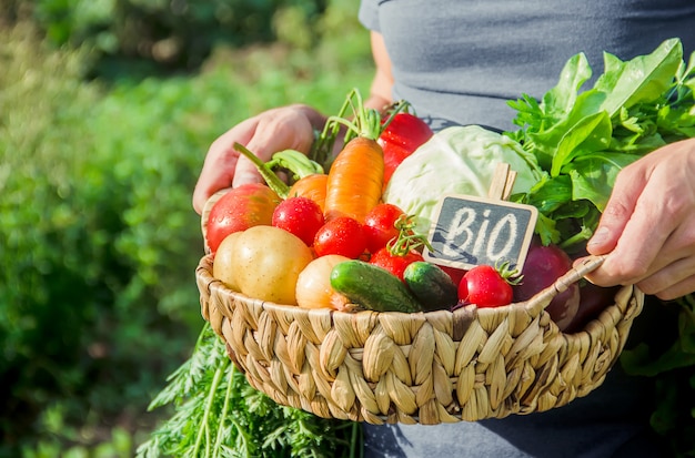 Légumes maison dans les mains des hommes. récolte. mise au point sélective.