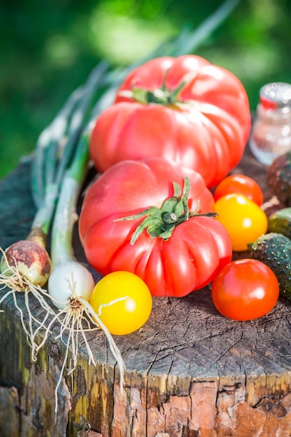 Légumes mélangés sains dans le jardin