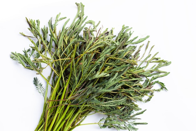 Légumes mimosa eau verte sur blanc