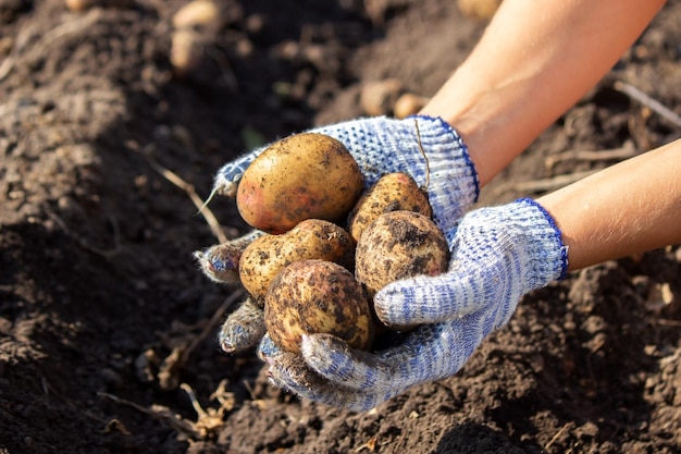 Légumes organiques. Les mains des agriculteurs avec des légumes fraîchement récoltés. Pommes de terre fraîches bio