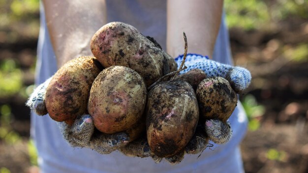 Légumes organiques. Les mains des agriculteurs avec des légumes fraîchement récoltés. Pommes de terre fraîches bio