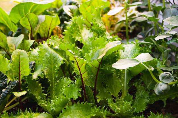 Légumes poussant dans un potager