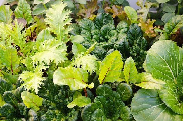 Légumes poussant dans un potager