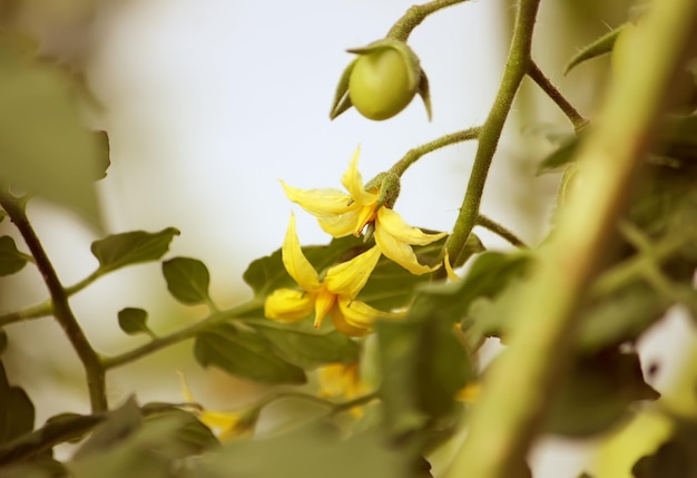 Légumes poussant dans la serre