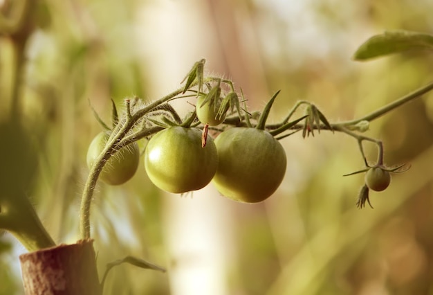 Légumes poussant dans la serre