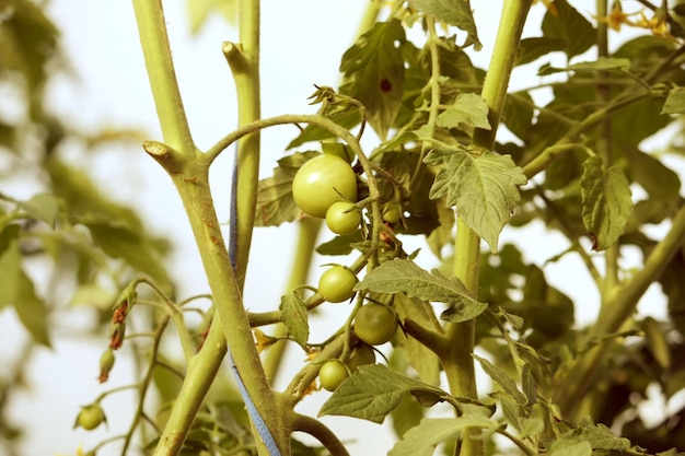 Légumes poussant dans la serre