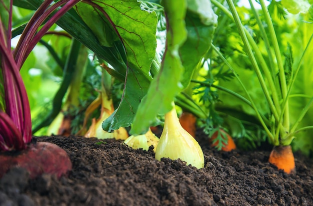 Les légumes poussent dans le jardin Mise au point sélective