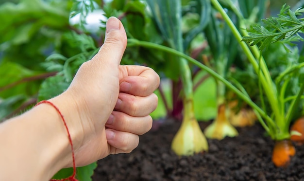 Les légumes poussent dans le jardin Mise au point sélective