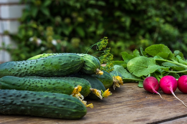 Légumes radis frais sur la table. La nourriture saine. Espace de copie. fermer