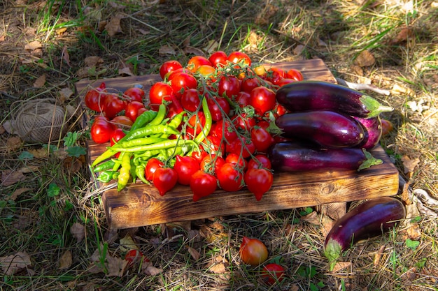 Légumes de récolte juteux poivrons tomates et aubergines sur une planche de bois dans la nature