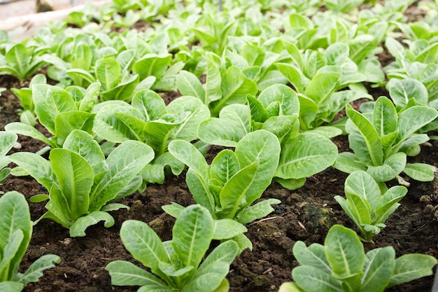 Les légumes à salade biologiques ne sont pas toxiques dans une ferme en plein air. Idées pour manger sainement