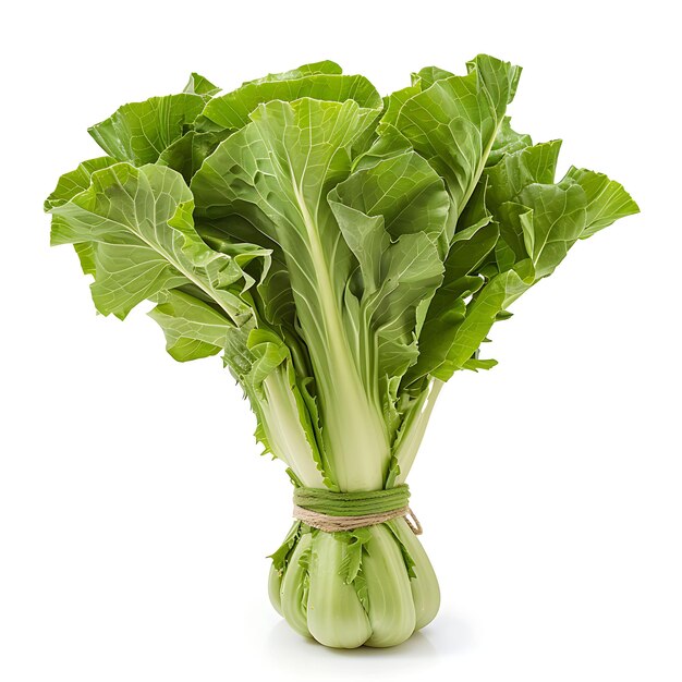Légumes verts à feuilles d'endive, feuilles étroitement emballées, caractère isolé sur BG blanc, pousse blanche propre