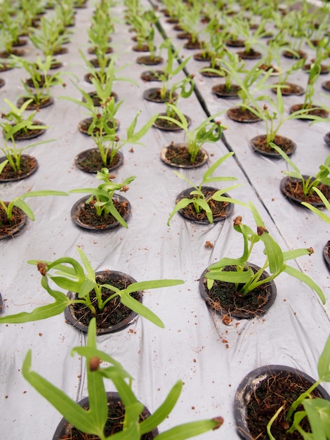 Photo légumes verts tatsoi frais cultivés dans des pots hydroponiques.