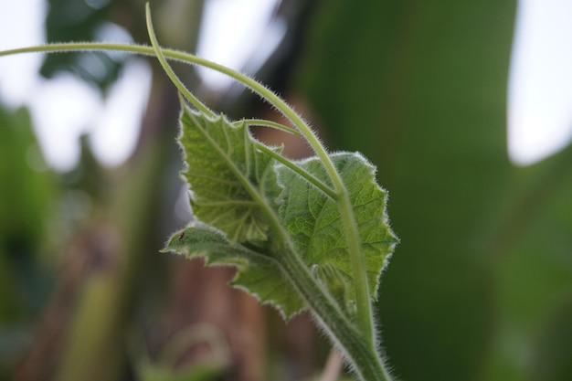 légumes verts