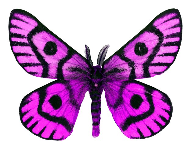 Élément de design, papillon isolé sur blanc. Fantastique papillon de soie pourpre violet coloré Saturnia