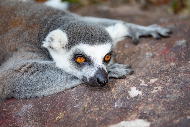 Lémur catta dans la nature sauvage. Lemur catta close up portrait.
