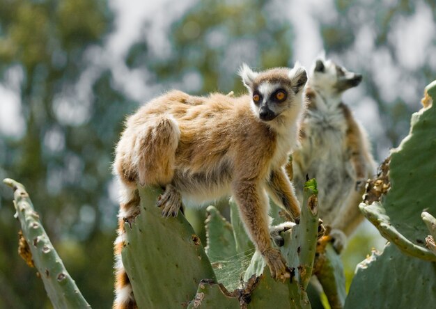 Photo lémur catta est assis sur un arbre