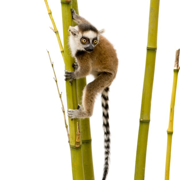 Lémur catta, Lemur catta sur un blanc isolé