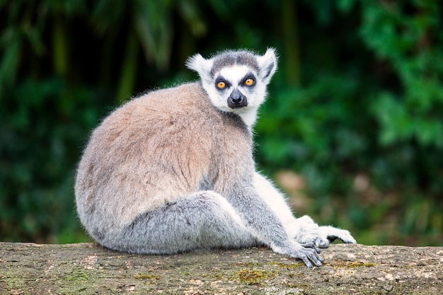 Lémur catta à tout droit en forêt