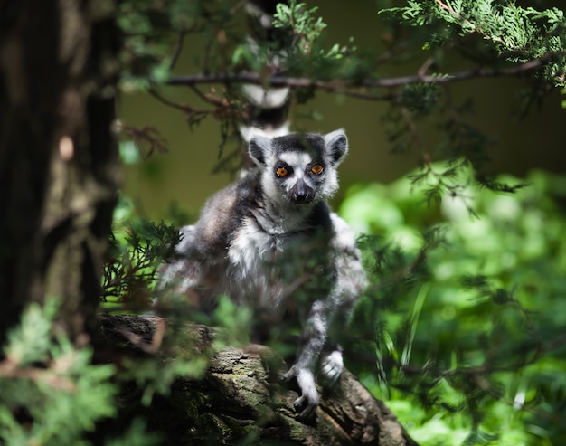 Lemur catta