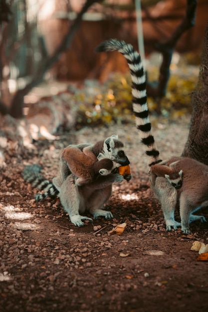 Photo lemur con bebe encima