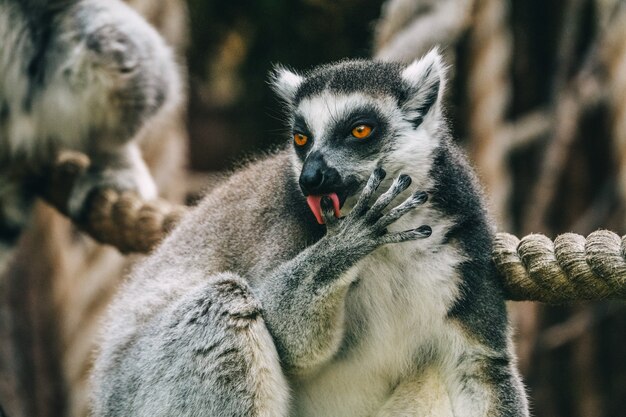 Lemur lèche son doigt