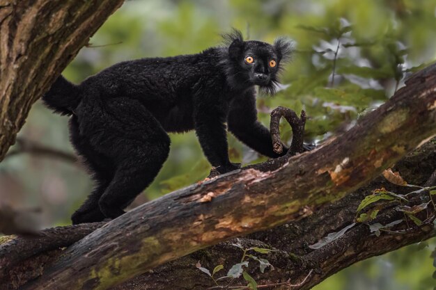 Le lémur noir