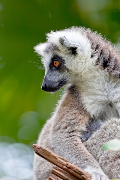 Lemur de queue en forme d'anneau, Lemur catta