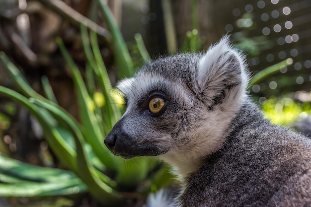 Lemur s'assoit et regarde attentivement sur le côté