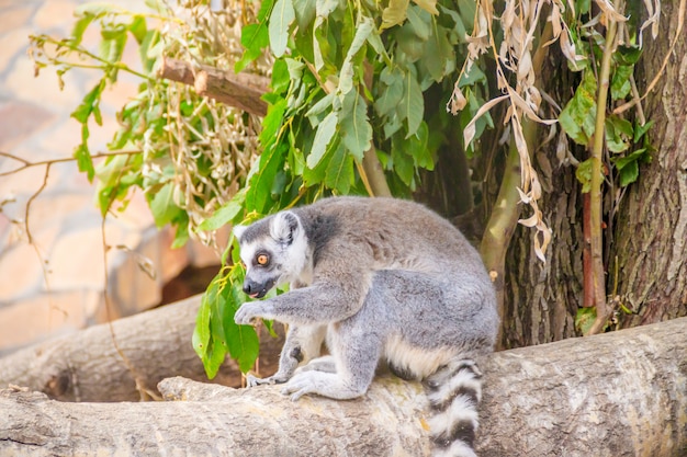 Lémurien au zoo