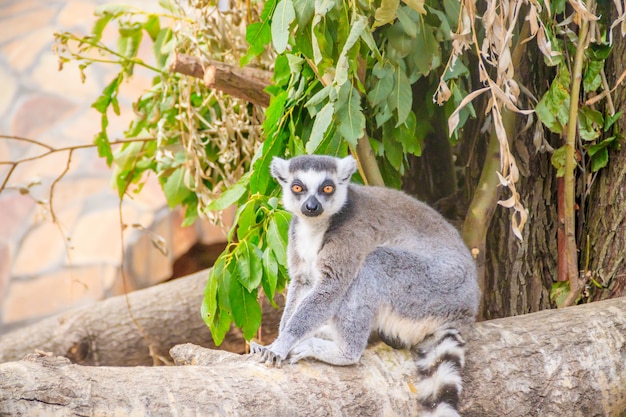 Lémurien au zoo