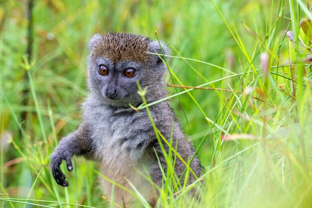 Un lémurien de bambou entre les hautes herbes semble curieux