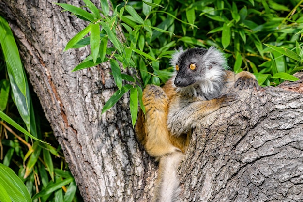 Photo lémurien sur une branche d'arbre lémurien assis et se reposant sur une branche d'arbre