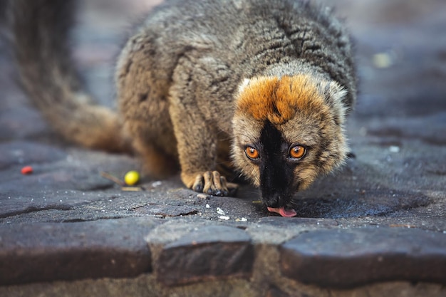 Un lémurien brun commun lèche une pierre Madagascar