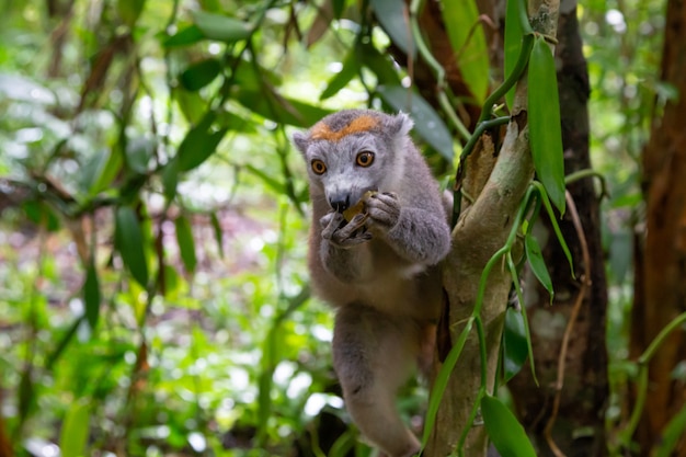 Un lémurien de la couronne rampe sur les branches d'un arbre