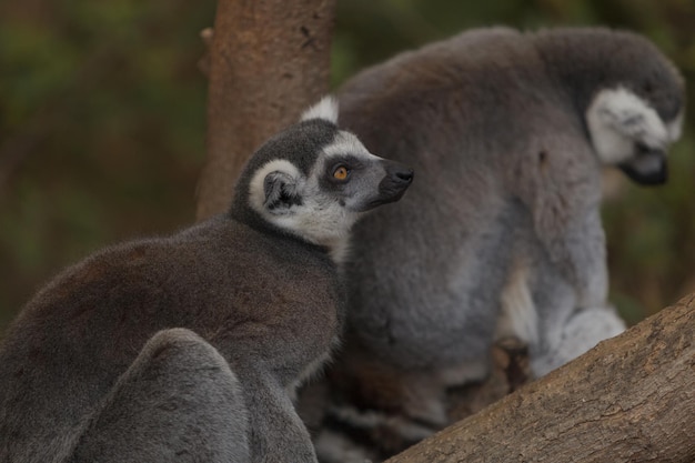 Photo le lémurien détournant son regard sur un fond flou.