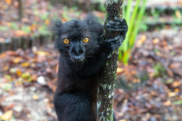 Un lémurien noir sur un arbre en attente d'une banane