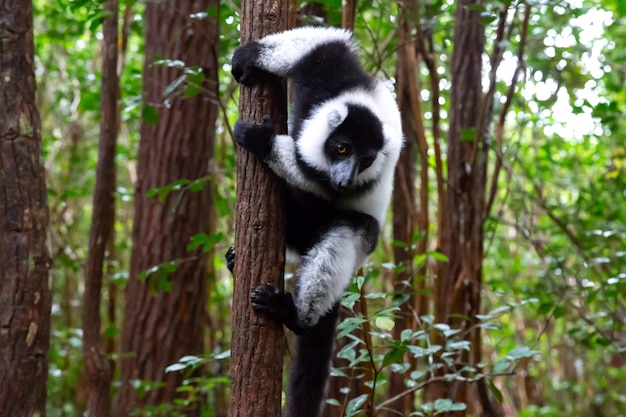 Un lémurien noir et blanc est assis sur la branche d'un arbre