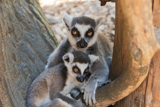 Lémuriens de Madagascar, mère avec bébé en gros plan.