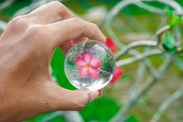 lentille boule de cristal photographie de belle fleur adenium obesum nature fond photo premium