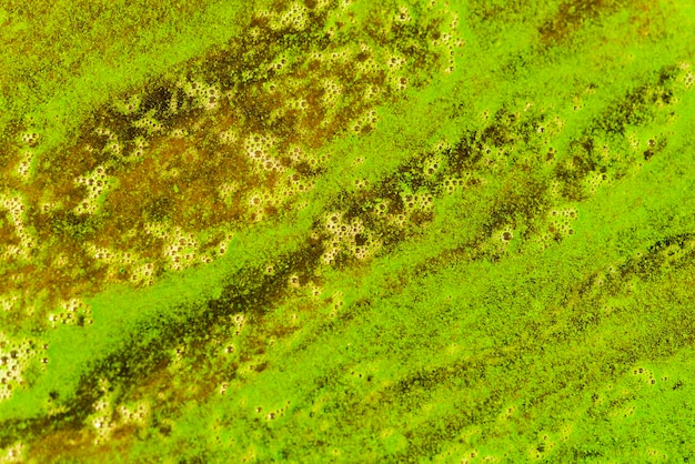 La lentille d'eau verte au fond de l'eau