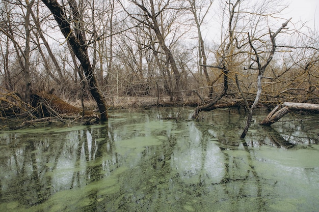 Les lentilles d'eau couvertes à la surface de l'eau