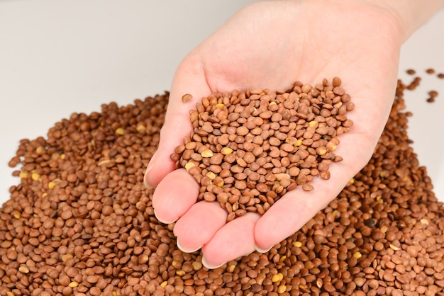 Lentilles sur fond blanc dans les mains de la femme.