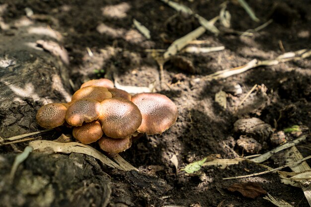 Le Lentinus squarrosulas mont ou Mushroom pousse naturellement